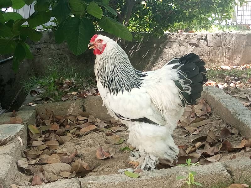 Brahmas males 0