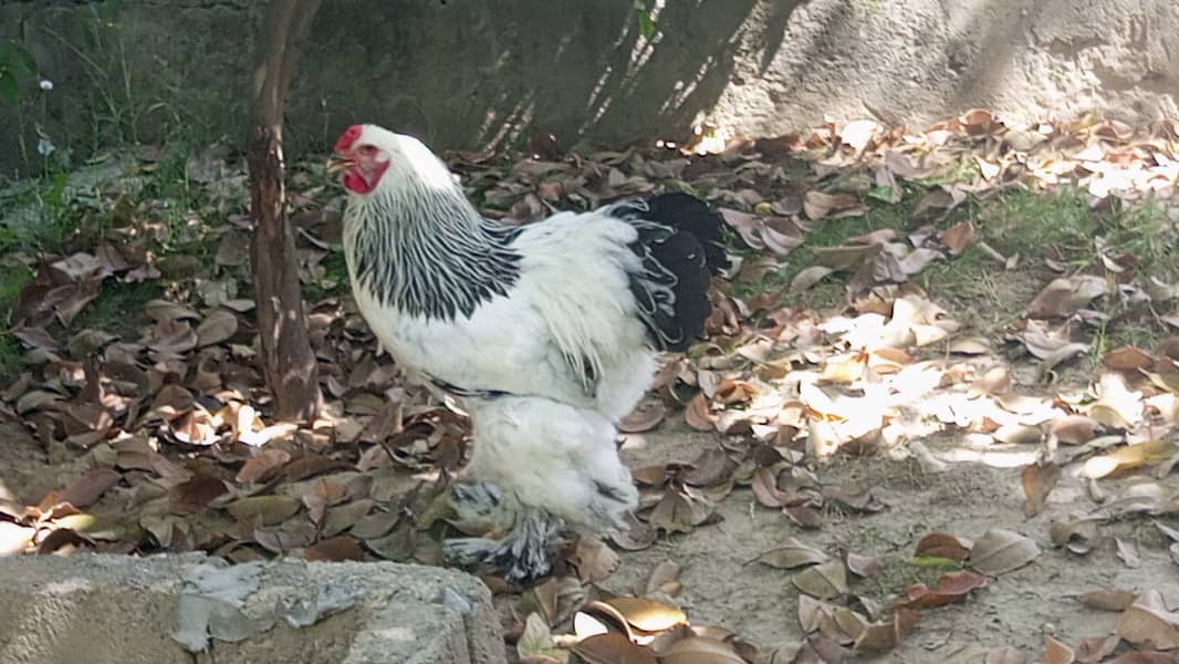 Brahmas males 1