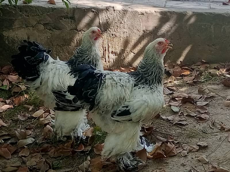 Brahmas males 2