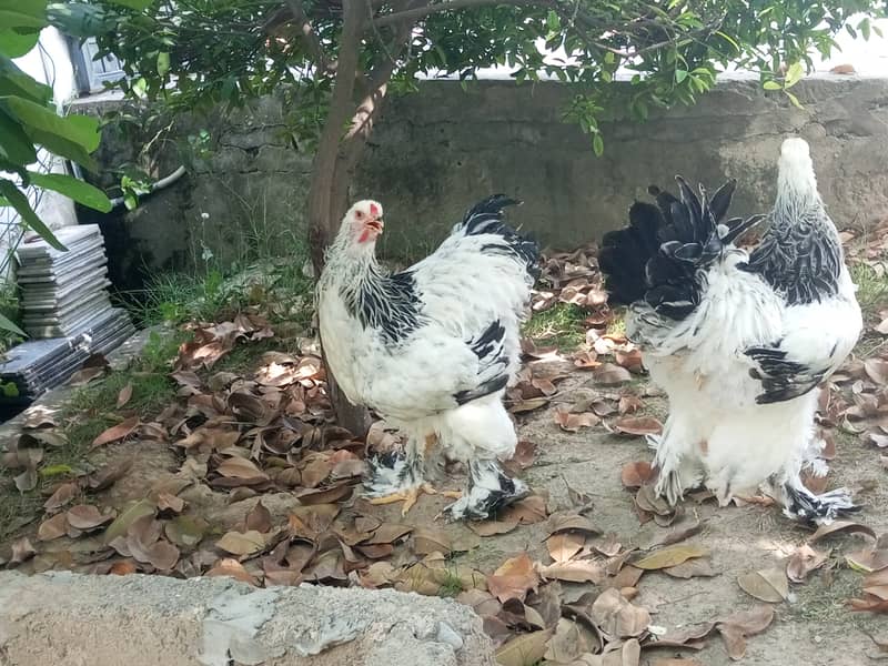 Brahmas males 4