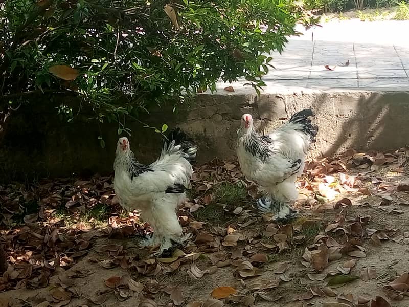 Brahmas males 5