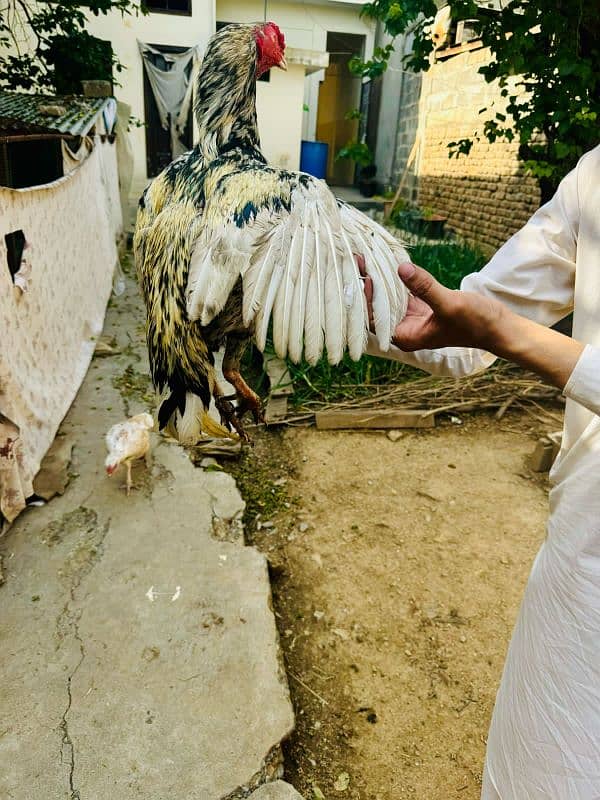 pure aseel Miawali white Chena for sale bodywise fit 1 eye is in doubt 1