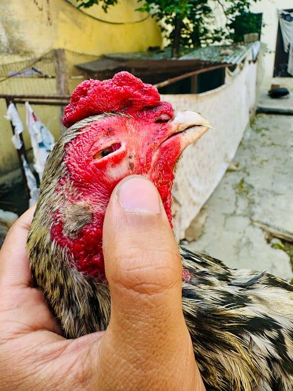 pure aseel Miawali white Chena for sale bodywise fit 1 eye is in doubt 3