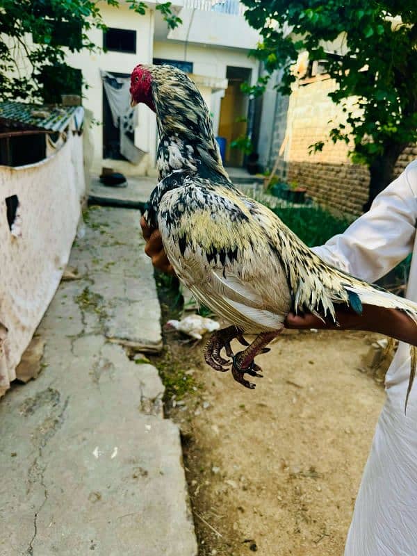 pure aseel Miawali white Chena for sale bodywise fit 1 eye is in doubt 4