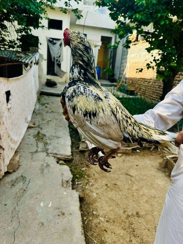 pure aseel Miawali white Chena for sale bodywise fit 1 eye is in doubt 6