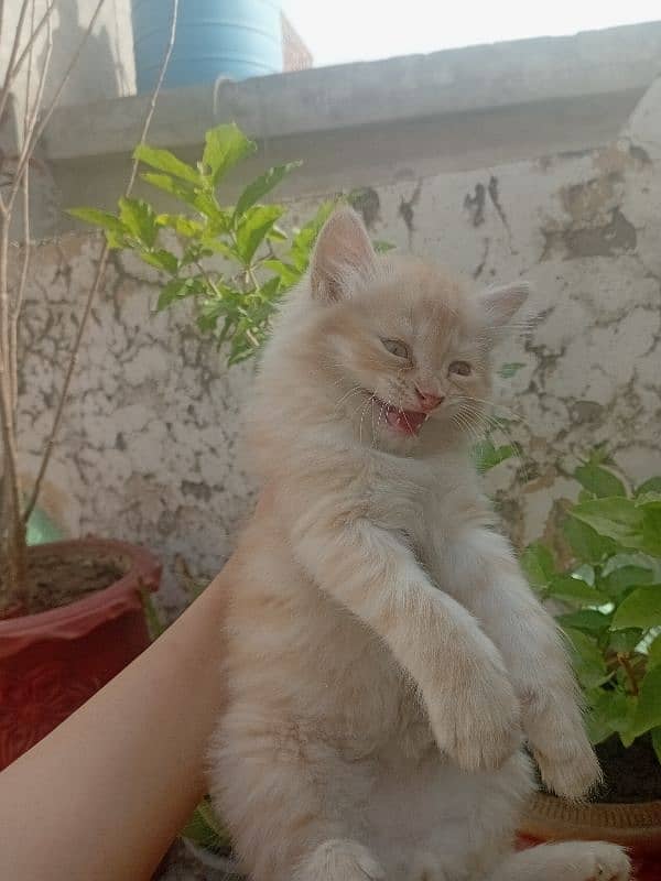 cute cat kitten 0