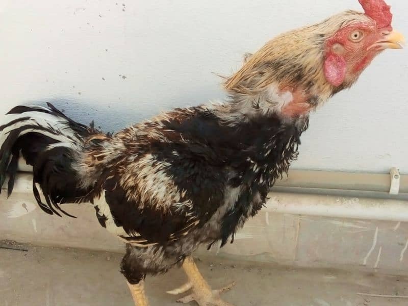 Beautiful Black Java breeder 1