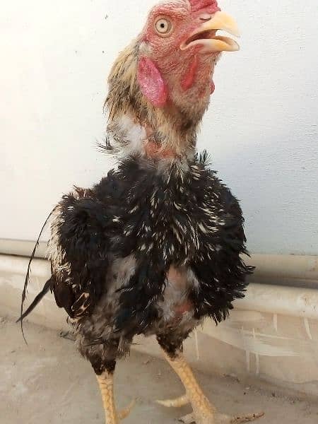 Beautiful Black Java breeder 2