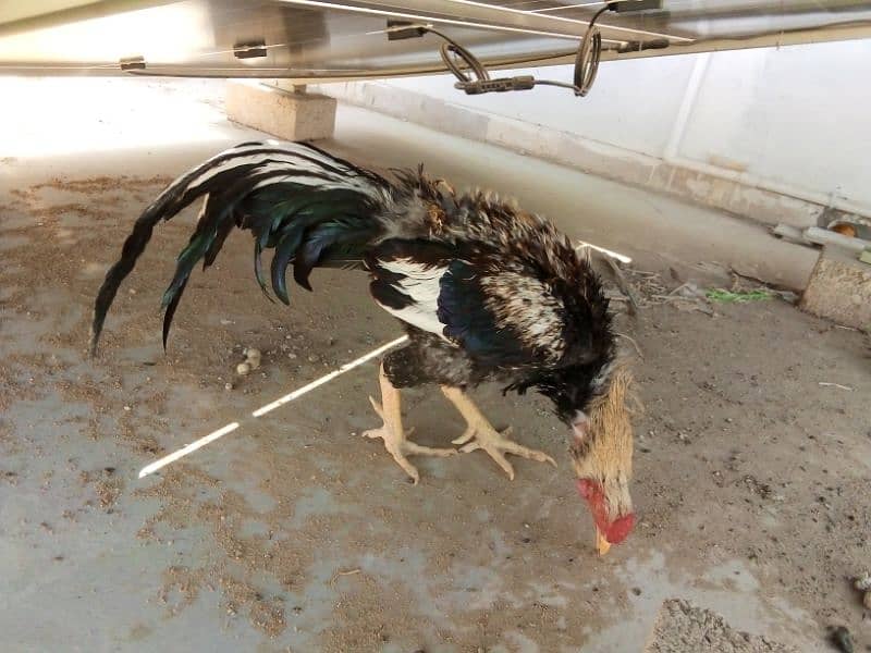 Beautiful Black Java breeder 4