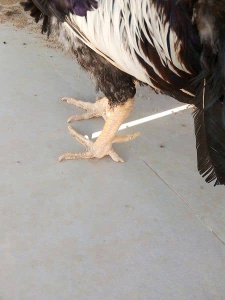 Beautiful Black Java breeder 5