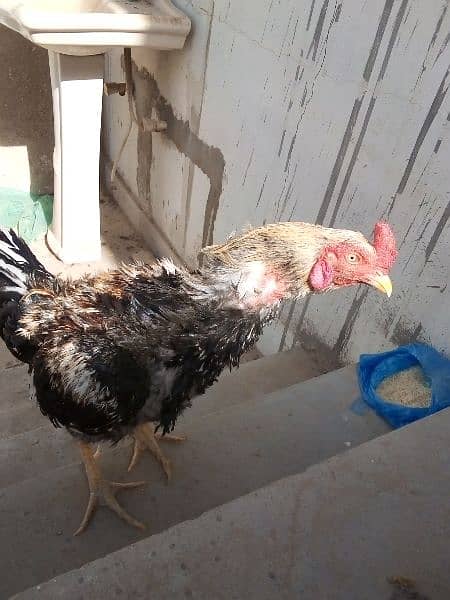 Beautiful Black Java breeder 6