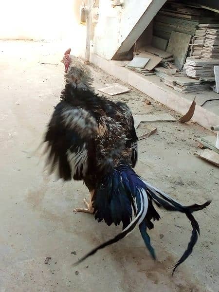 Beautiful Black Java breeder 7