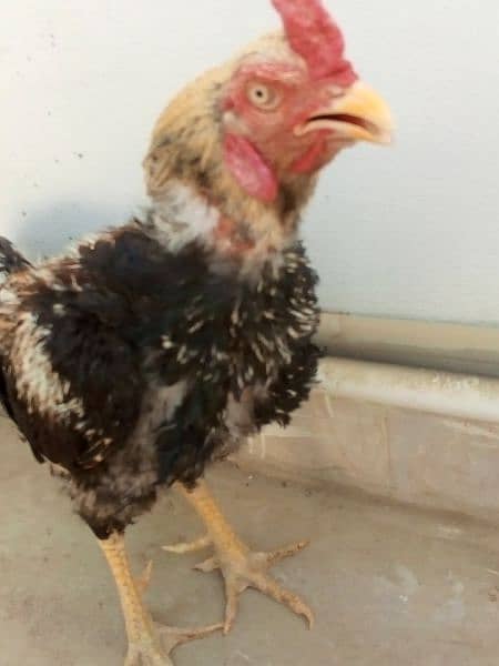 Beautiful Black Java breeder 8