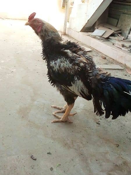 Beautiful Black Java breeder 9