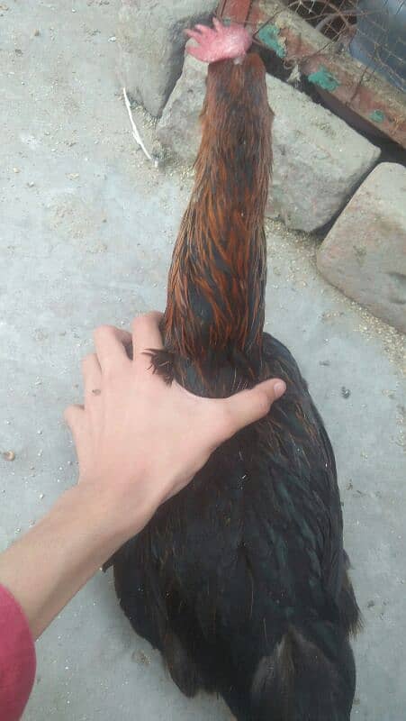 1murga or 4hens. eggs deti he roz k 2-3eggs a jaate h 4hens h 1