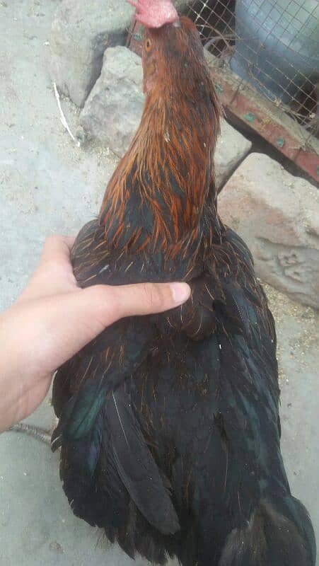 1murga or 4hens. eggs deti he roz k 2-3eggs a jaate h 4hens h 2