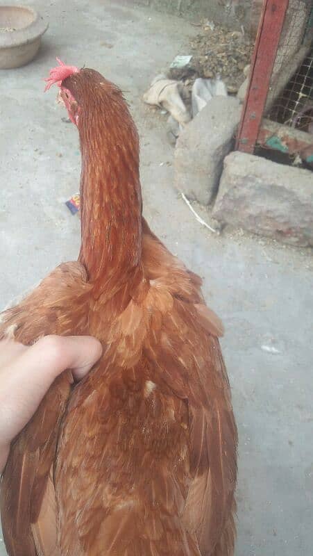 1murga or 4hens. eggs deti he roz k 2-3eggs a jaate h 4hens h 3