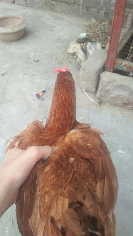 1murga or 4hens. eggs deti he roz k 2-3eggs a jaate h 4hens h 4