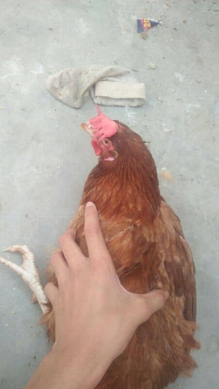 1murga or 4hens. eggs deti he roz k 2-3eggs a jaate h 4hens h 5