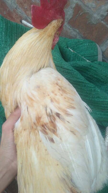 1murga or 4hens. eggs deti he roz k 2-3eggs a jaate h 4hens h 6