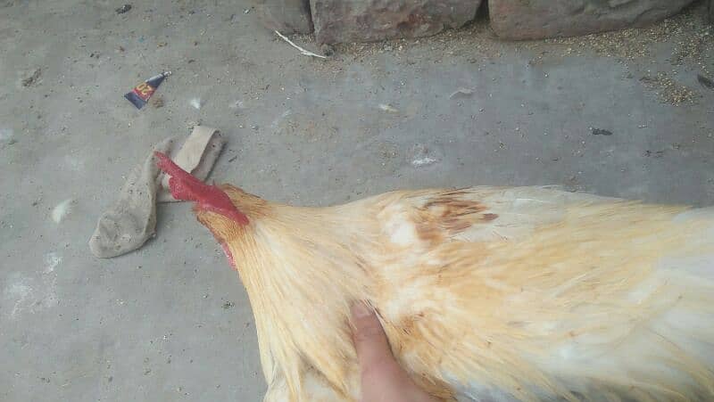 1murga or 4hens. eggs deti he roz k 2-3eggs a jaate h 4hens h 7
