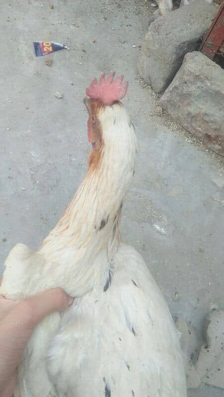 1murga or 4hens. eggs deti he roz k 2-3eggs a jaate h 4hens h 10