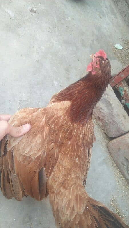 1murga or 4hens. eggs deti he roz k 2-3eggs a jaate h 4hens h 12