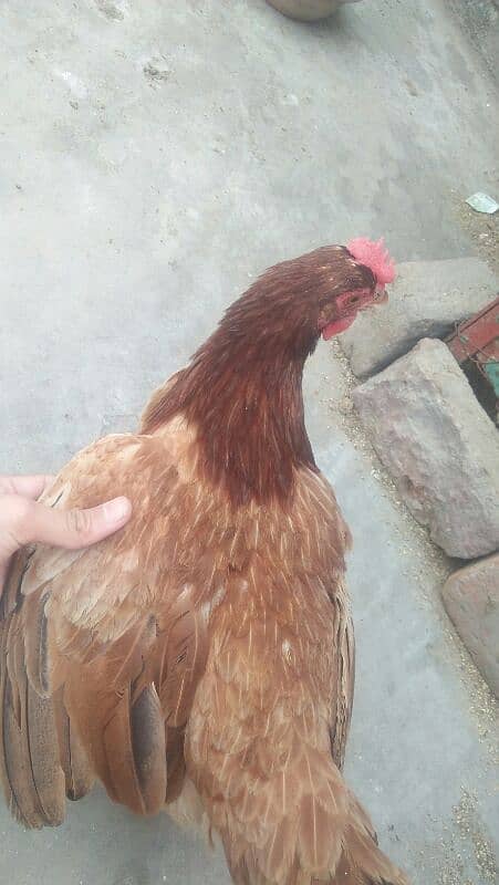 1murga or 4hens. eggs deti he roz k 2-3eggs a jaate h 4hens h 13