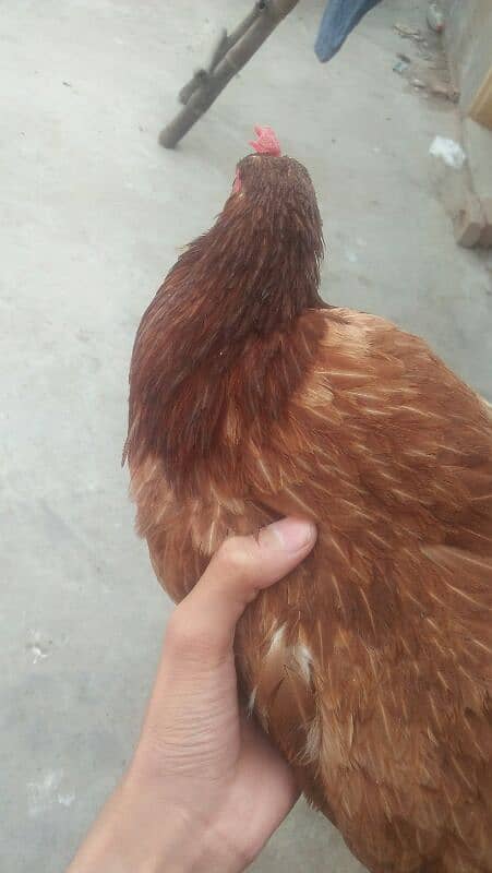 1murga or 4hens. eggs deti he roz k 2-3eggs a jaate h 4hens h 15