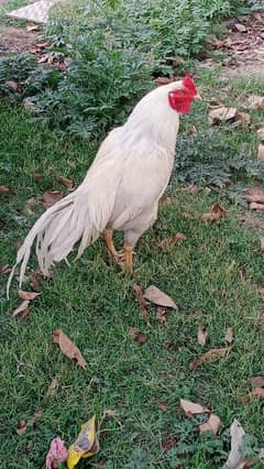 Heera
