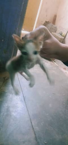 Billi
