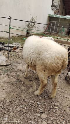 Male sheep for sale