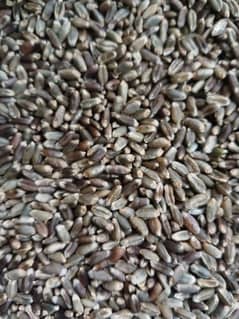 black wheat
