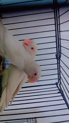 Love bird breeder pair available
