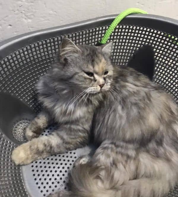 so lovely pet 0