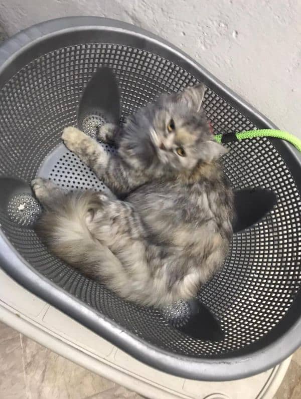 so lovely pet 1
