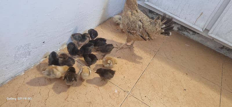 Pure Sindhi With 18 Chicks 0