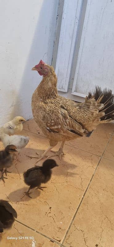 Pure Sindhi With 18 Chicks 1