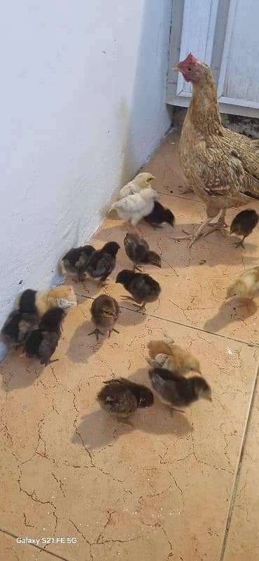 Pure Sindhi With 18 Chicks 3