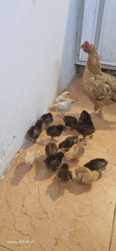 Pure Sindhi With 18 Chicks 4