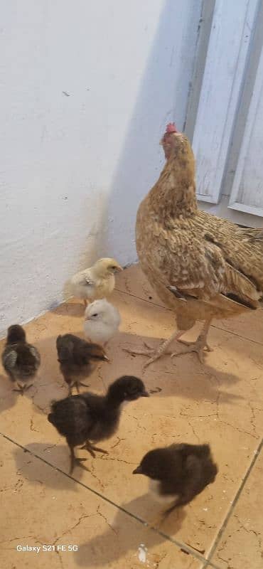 Pure Sindhi With 18 Chicks 6