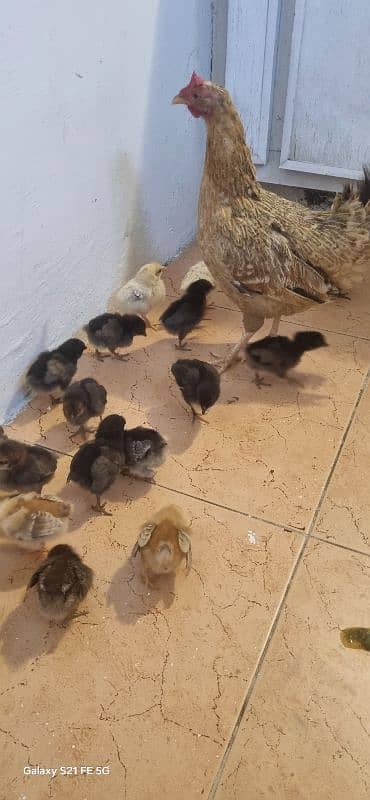 Pure Sindhi With 18 Chicks 8