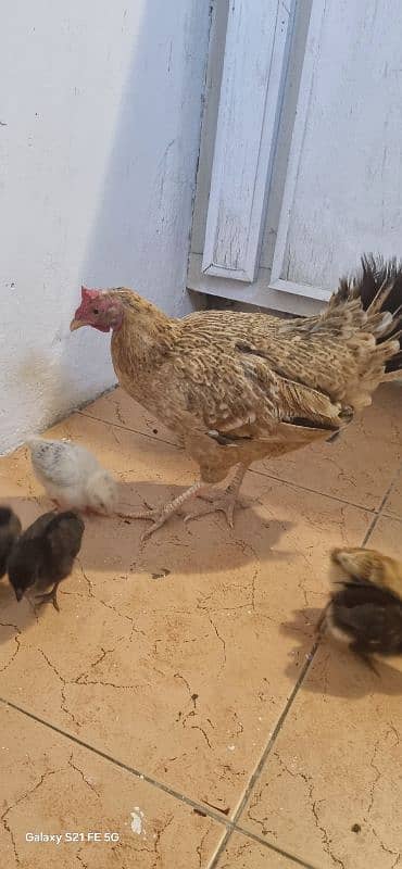 Pure Sindhi With 18 Chicks 9