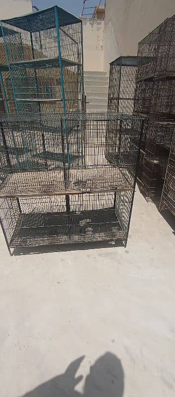Love birds & Iron cages 3