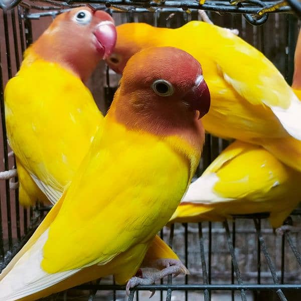 Love birds & Iron cages 6