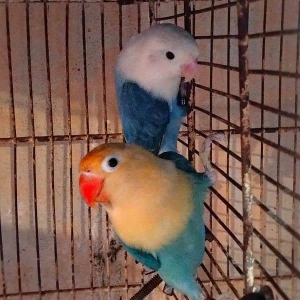 Love birds & Iron cages 7