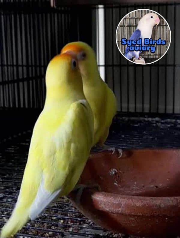 Love birds & Iron cages 8