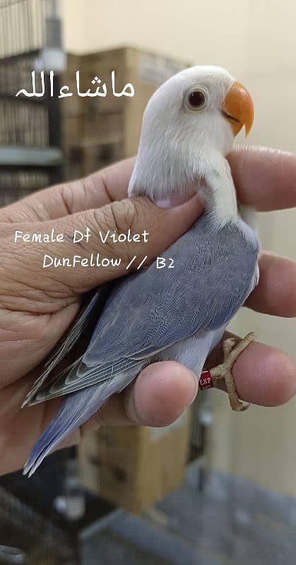 Love birds & Iron cages 9