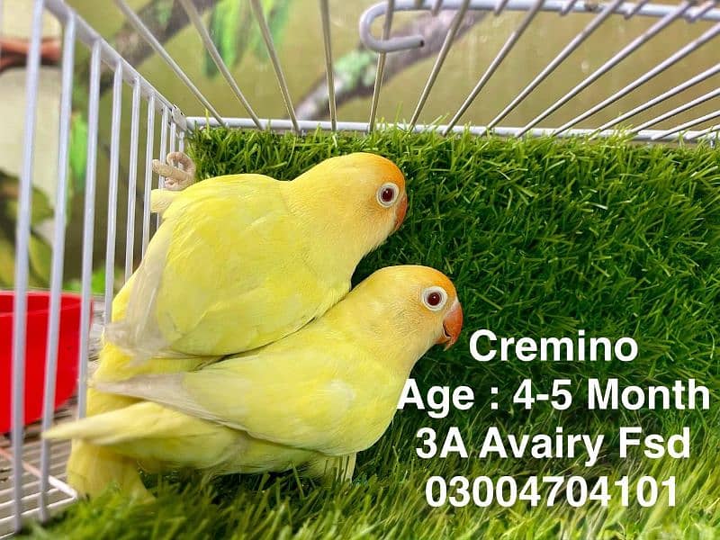 Love birds & Iron cages 10