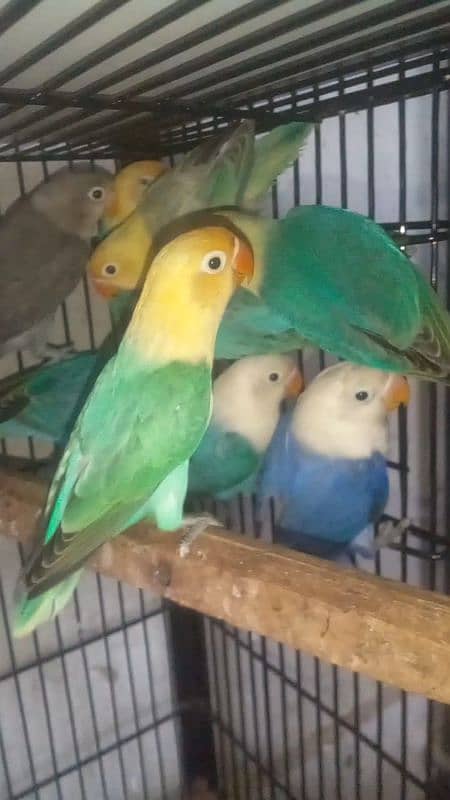 Love birds & Iron cages 11